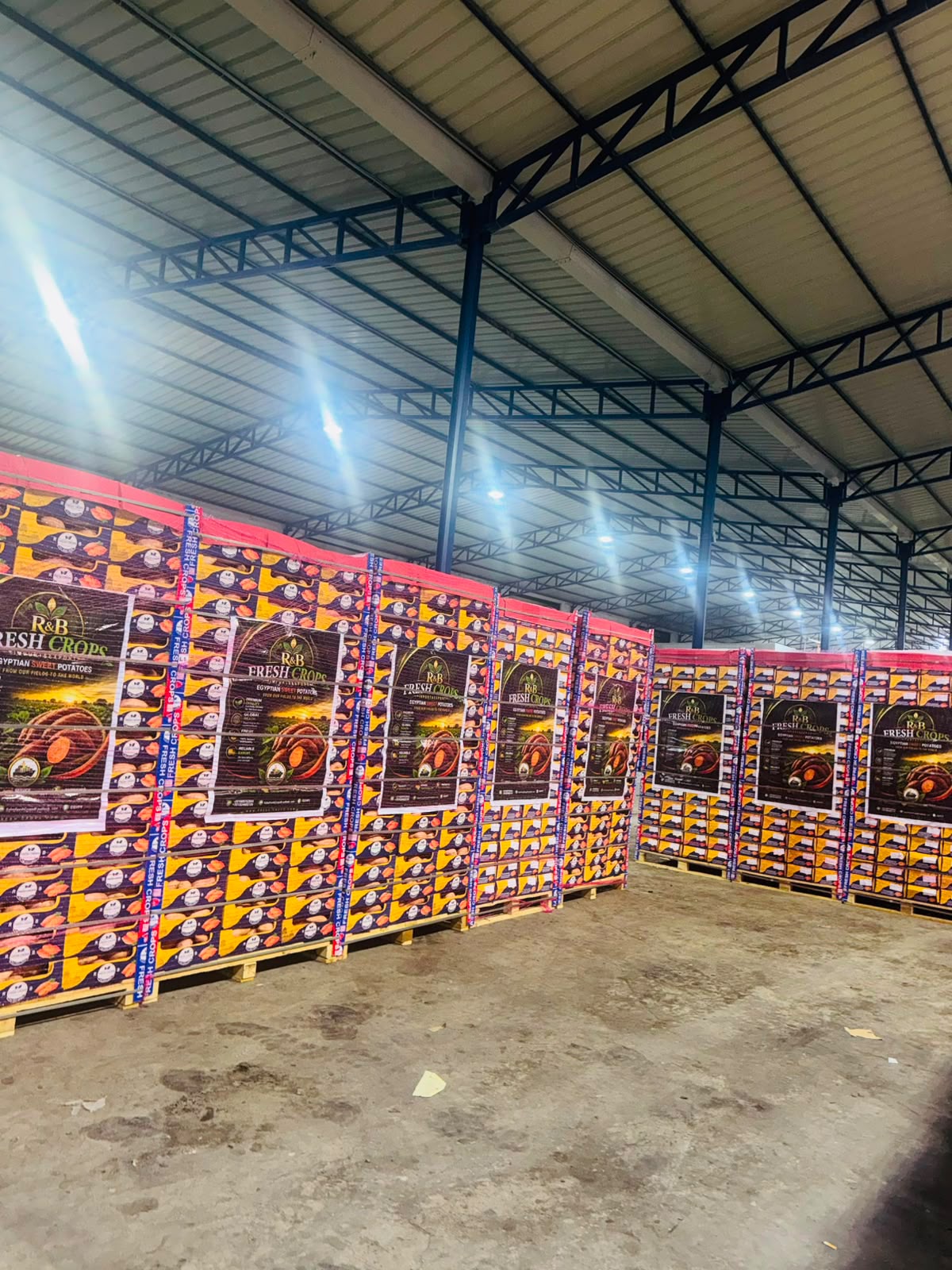 Fresh Crops sweet potato harvest in Egypt