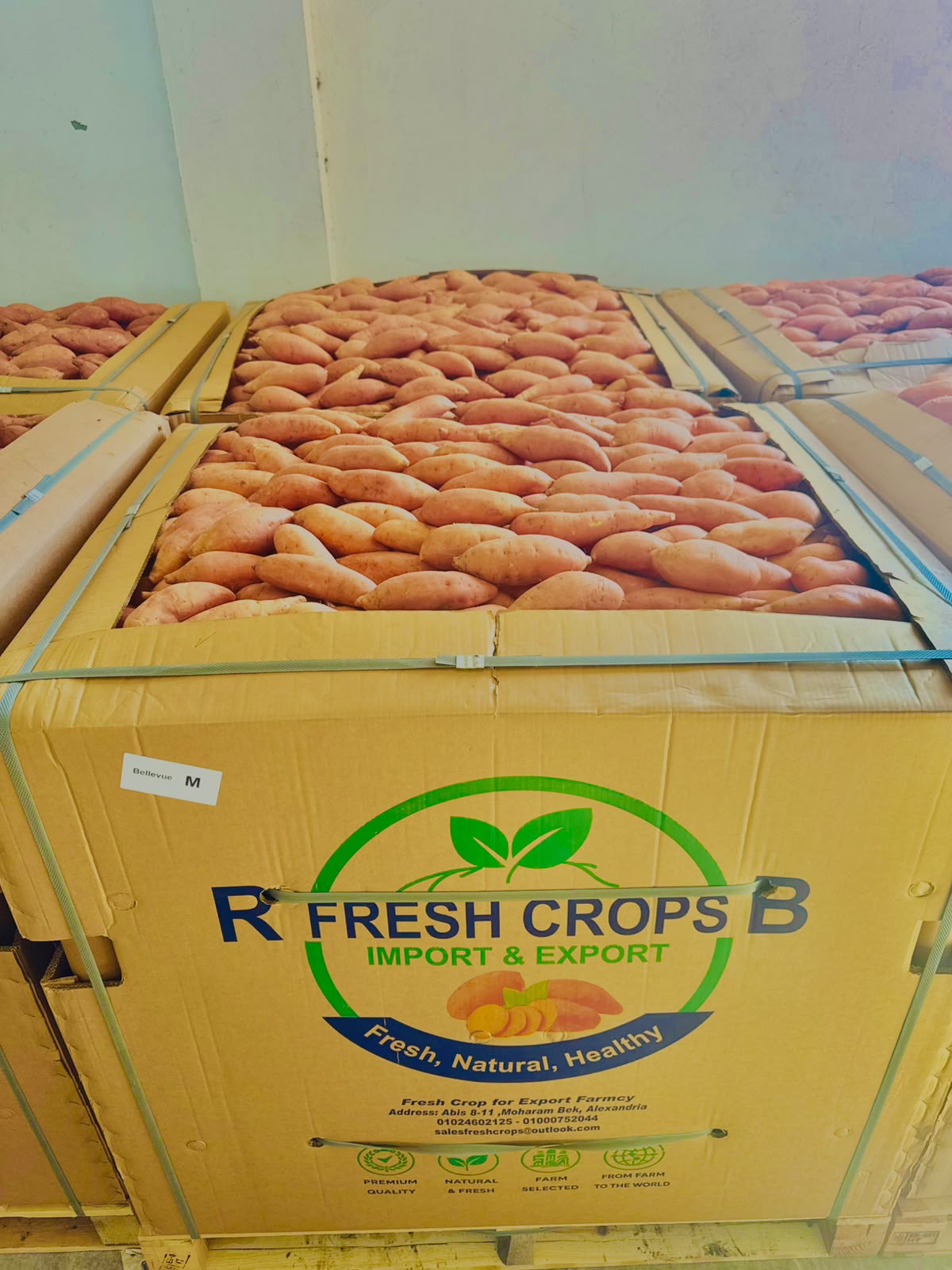 Manual sorting of sweet potatoes in packhouse