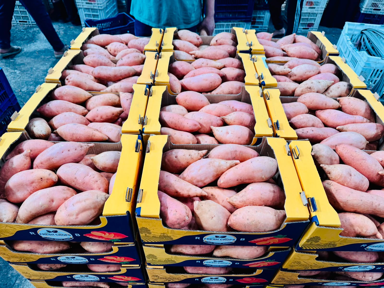 Quality checking and grading export sweet potatoes