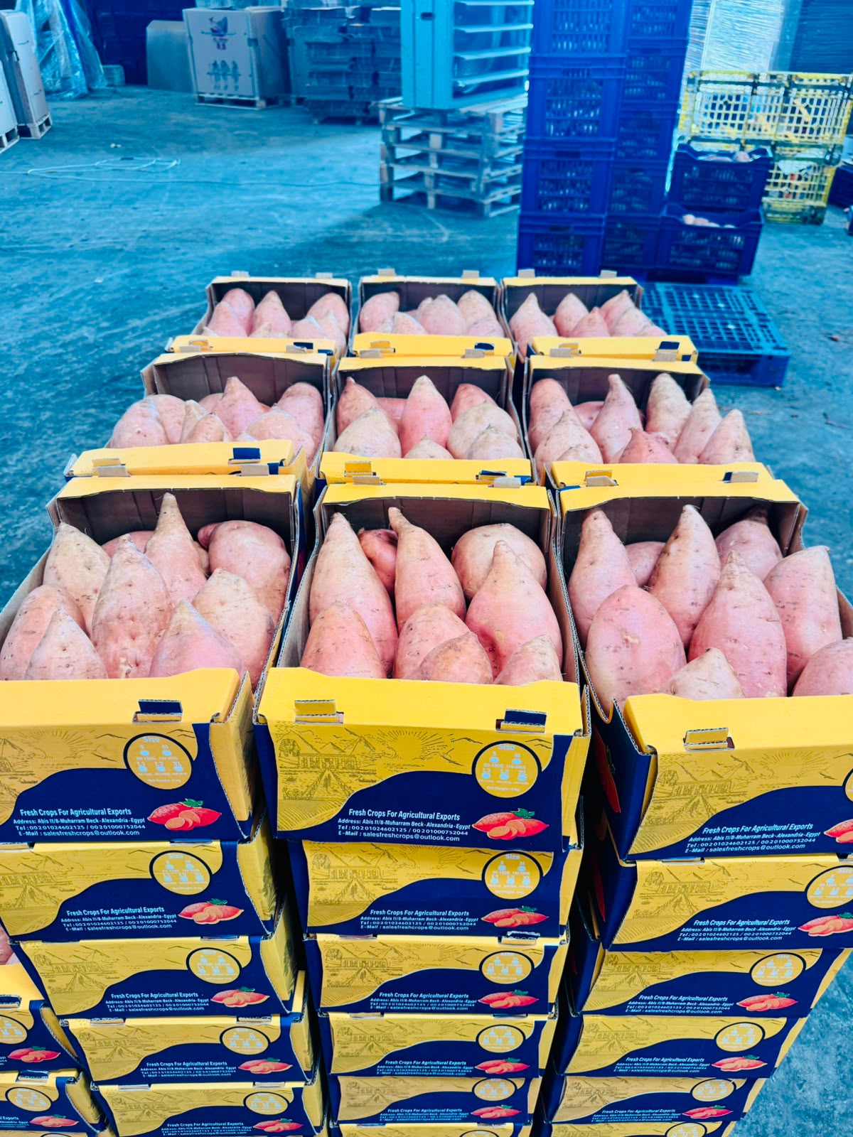 Fresh Crops branded 6 kg sweet potato cartons