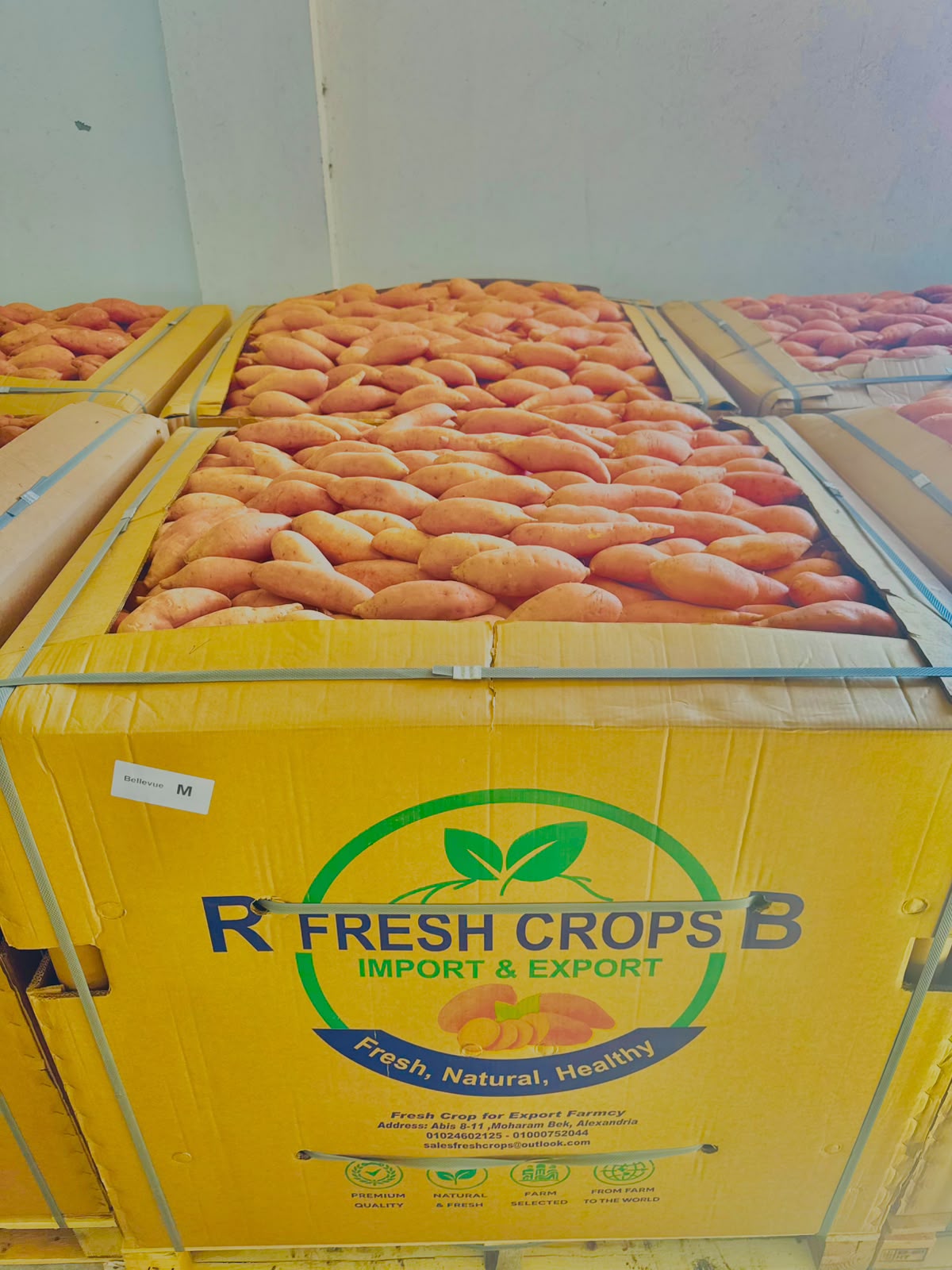 Fresh Crops 600 kg wooden bulk bin for sweet potatoes