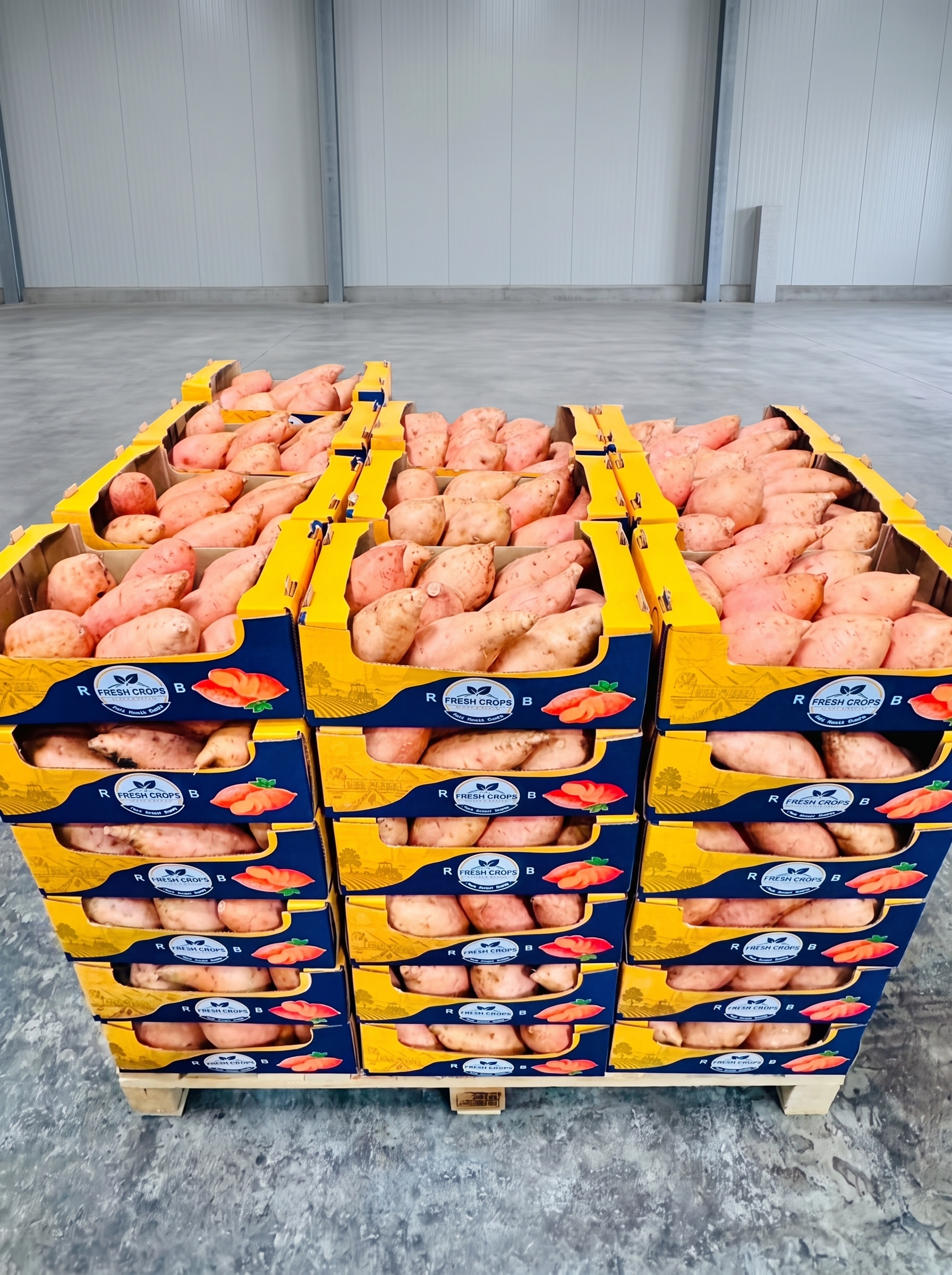 Class 1 Premium Egyptian Sweet Potatoes ready for export