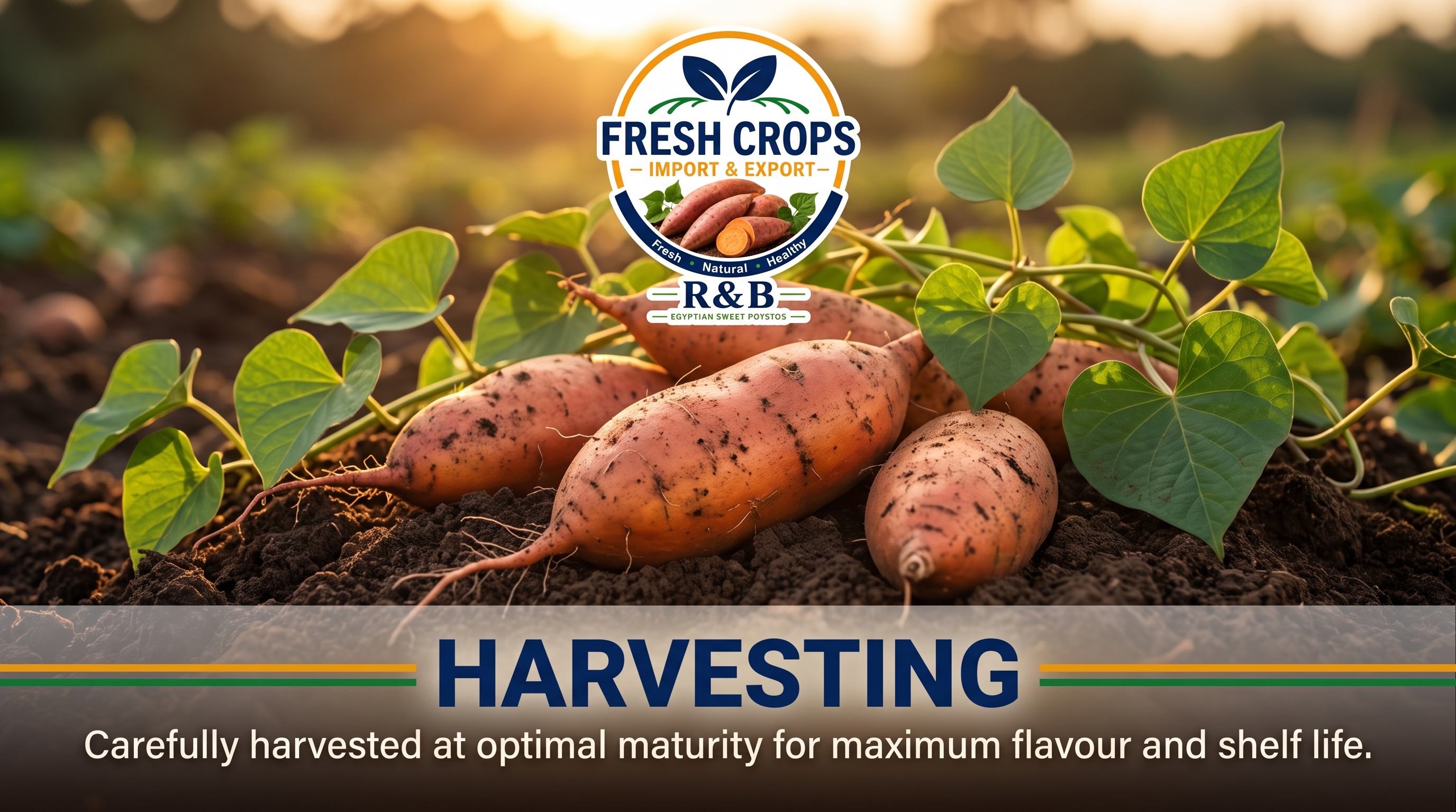 Careful harvesting of fresh sweet potato tubers at peak maturity